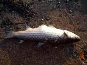 Dead zones in the water