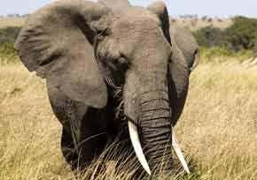 Invented for the military, used to defend wildlife