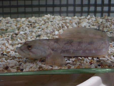 Chilled out Baltic fish feel the heat