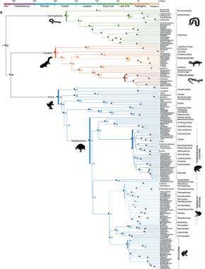 Amphibians – the comeback kings of evolution