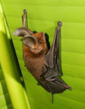 New sucker-footed bat turns up in Madagascar