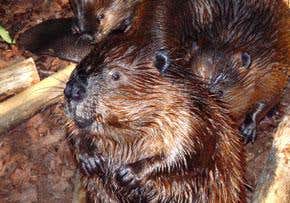 Beavers act as 