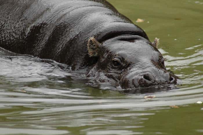 There have been no confirmed reports of the pygmy hippopotamus for decades, though local reports suggest they may still exist 