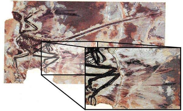 flying dinosaur Microraptor gui, as preserved, with an enlarged view of the leg feathers, inset 