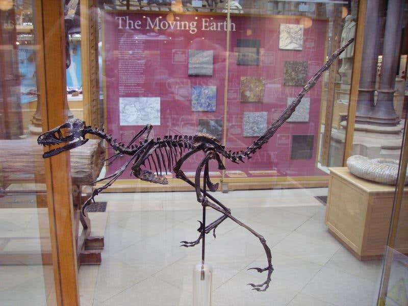 Birdlike dinosaur boasted opposable fingers