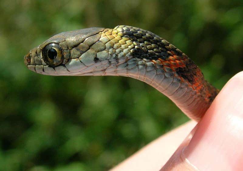 New Scientist. Science news and long reads from expert journalists, covering developments in science, technology, health and the environment on the website and the magazine.