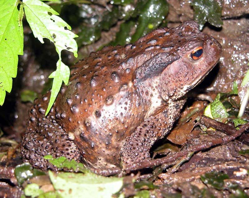 Japanese toad Bufo japonicus from the toad-rich island of Ishima, Japan  