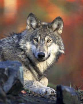 Wolf packs back to the Scottish Highlands?