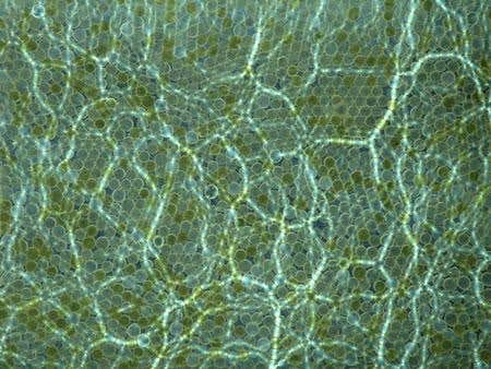 New Scientist. Science news and long reads from expert journalists, covering developments in science, technology, health and the environment on the website and the magazine.