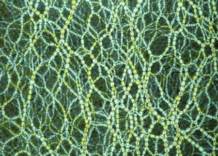 Extra pressure flips the discs into a jammed state creating a dense network of glowing 'pressure chains'