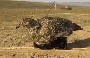 Undercover robots lift lid on animal body language