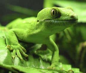 Geckos: Under the colour of darkness