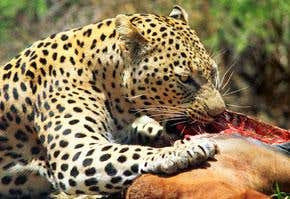 Why giants don't eat meat