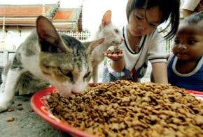 Deadly H5N1 may be brewing in cats