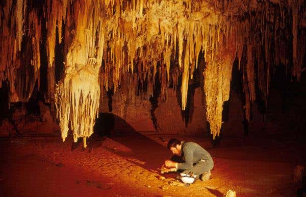 Gavin Prideaux excavating a short-faced kangaroo skull from the floor of Leaena's Breath Cave, Nullarbor Plain.
