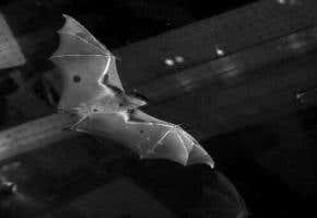Bats in flight may provide military inspiration