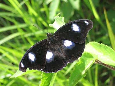 Male-killer makes female butterflies promiscuous