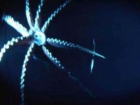Flirty deep-sea squid is fast, aggressive hunter