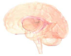 Brain cell regeneration sniffed out in adult humans