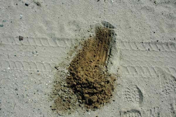 Dark sand hides underneath a thin layer of white sand in North Carolina, which was probably deposited by the wind from nearby dunes; temperatures on this section of the beach are higher than on non-nourished sections