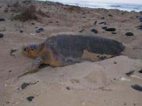 Male turtle populations crashing in the heat