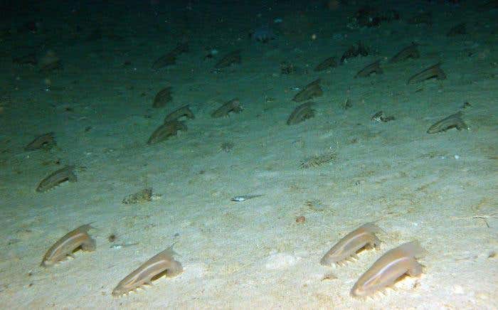 New Scientist. Science news and long reads from expert journalists, covering developments in science, technology, health and the environment on the website and the magazine.