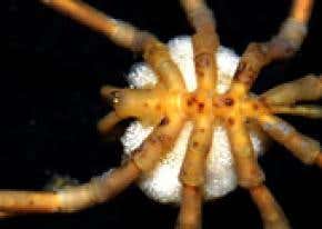 Life under Larsen revealed by Antarctic survey