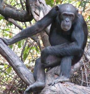 Spear-wielding chimps snack on skewered bushbabies