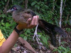 Rare cuckoo breaks its silence with a song