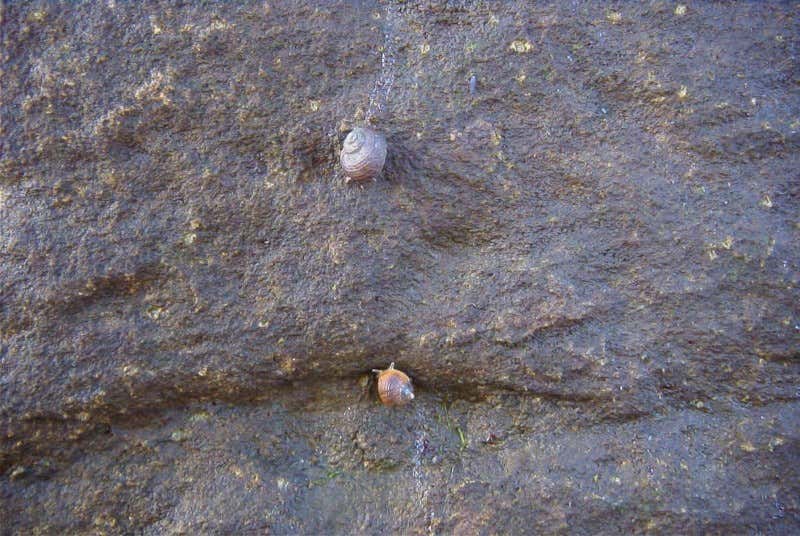 'Crush and zap' recycles circuit boards more cleanly