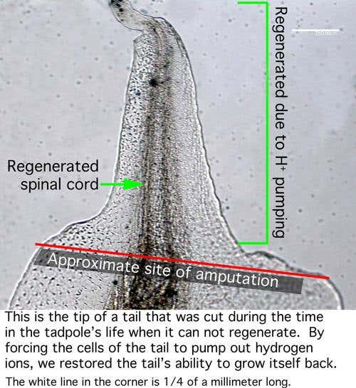 Electrical tweaking helps tadpole grow new tail