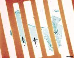 Atom-thick carbon transistor could succeed silicon