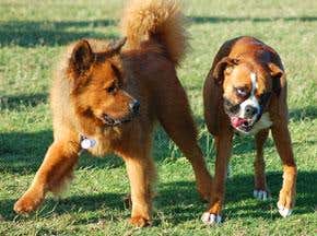 When animals predict earthquakes