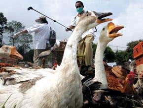 Poor countries hold out for bird vaccine