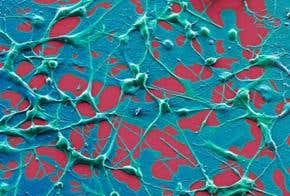 Genetic road to super-immunity