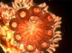 Sea squirt fragment regenerates entire body