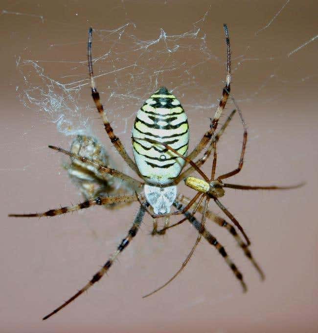 The female wasp spider dwarfs her male counterpart 