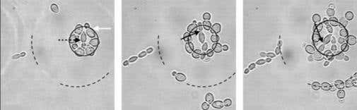 'Drag and drop' interface simplifies laser microscopy