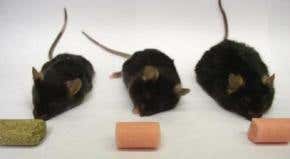 In obesity, the brain is unaware of body fat