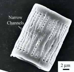 Algae skeletons made into silicon components