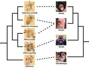 Pubic lice leapt from gorillas to early humans
