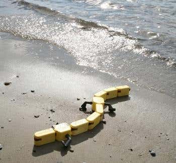 Salamander robot uses 'spinal cord' to move