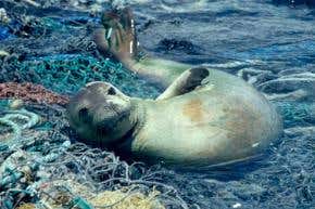 Fatal monk seal entanglements linked to El Niño