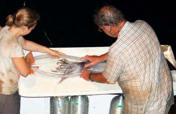 Gilly (right) and his colleagues put the squid on life support so they can tag it; the piping runs oxygenated sea-water over the squid's gills