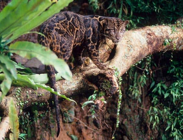 The Bornean clouded leopard is 60 to 110 cm long and weighs between 11 and 20 kg