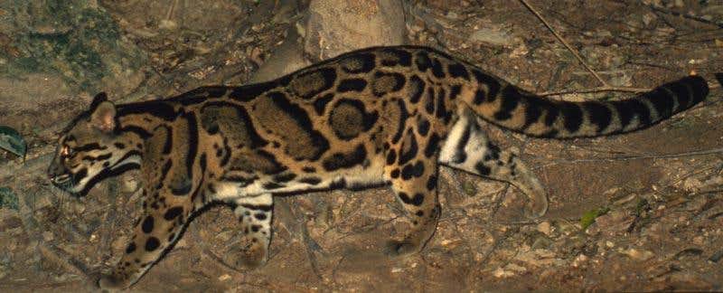 The spots on the mainland clouded leopard, Neofelis nebulosa (pictured), are different to those of the Bornean clouded leopard