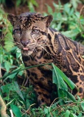Island leopard revealed as unique species