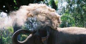 Magnetic 'elephant trunk' sucks up lunar soil