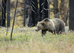 Yellowstone Park grizzlies 'no longer endangered'