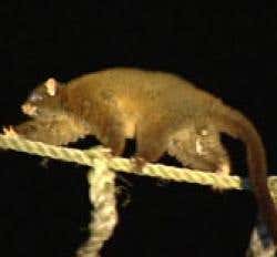 Powerful earthquake rocks Japan